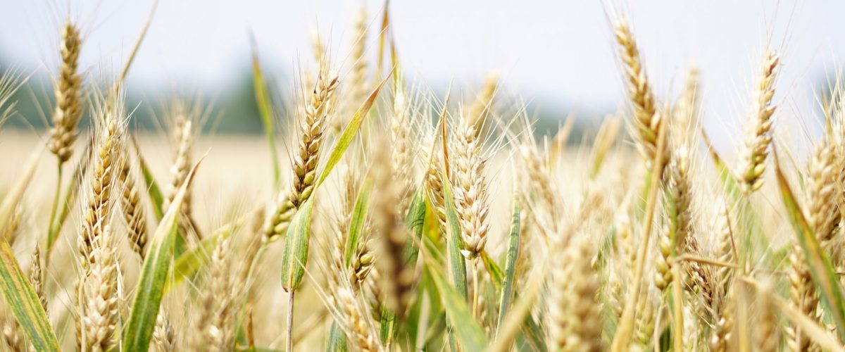 agriculture-arable-barley-bread-265242